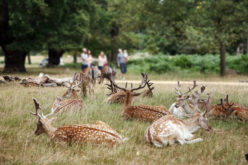 Guide to Property Purchases in Wandsworth